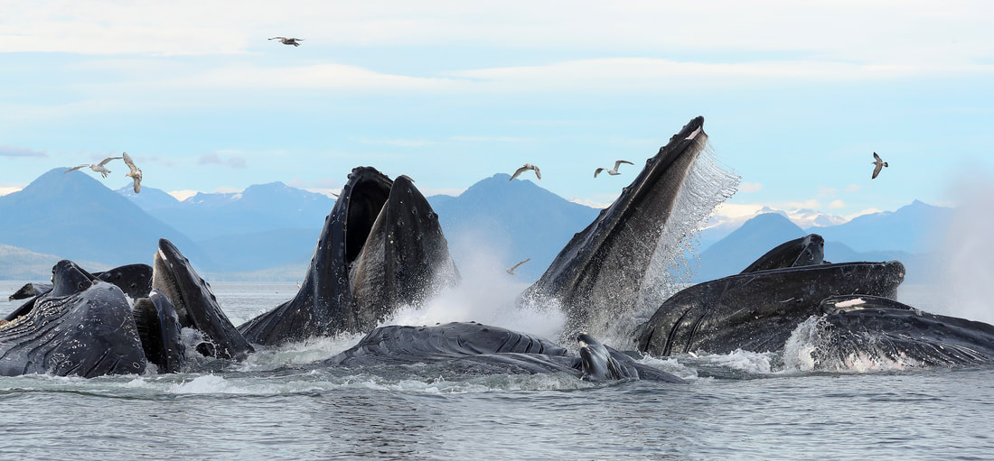Humpback Whales bubble-net feeding by Derek Howes - Overall Winner 2018