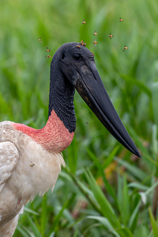 Jabiru stork by Andy Richardson