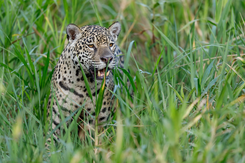 Jaguar by Andy Richardson
