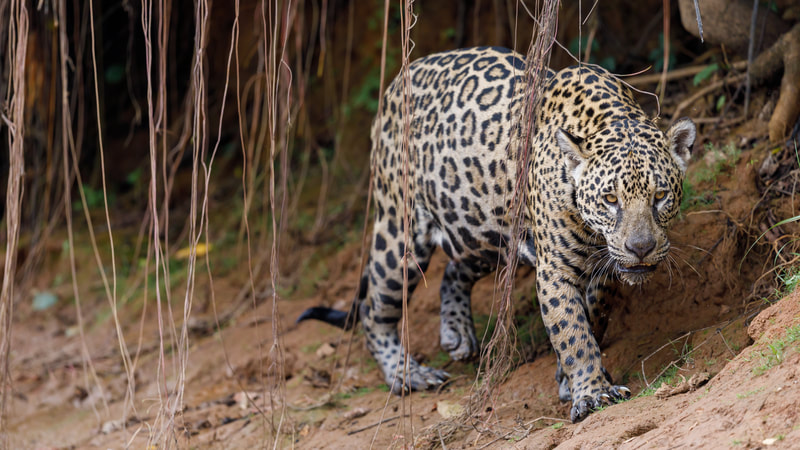 Jaguar by Andy Richardson
