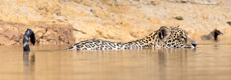 Swimming jaguar by Andy Richardson