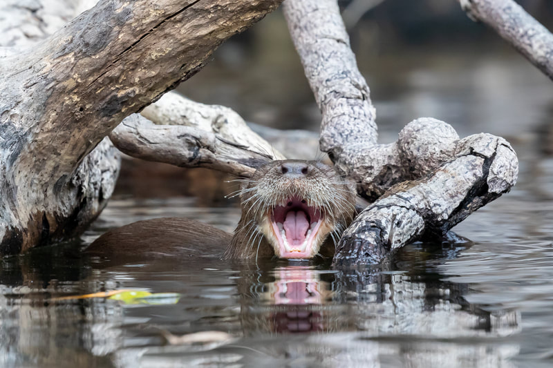 Neotropical otter by Andy Richardson