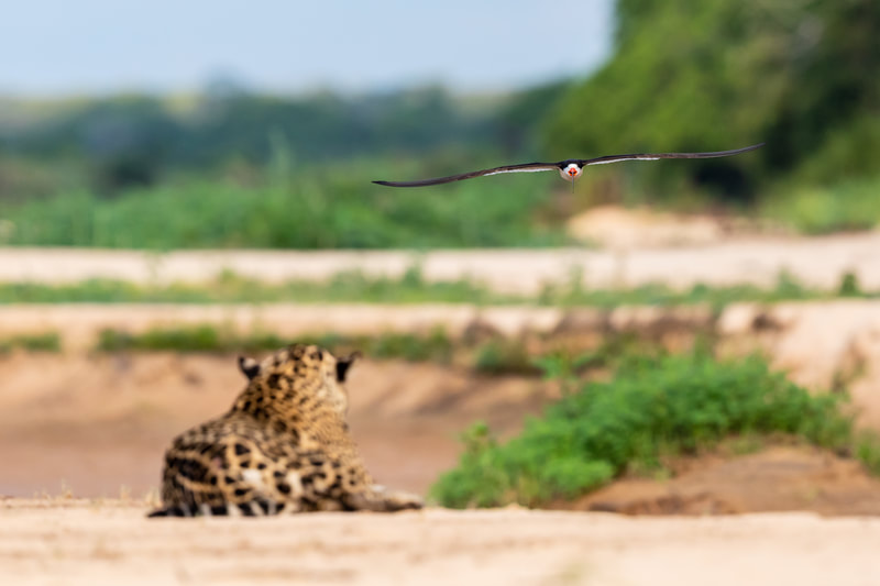 Skimmer dive bombing a jaguar by Andy Richardson